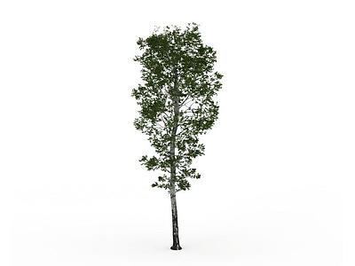 白杨树模型3d模型