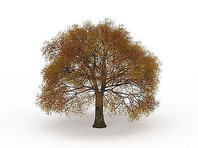 3d黄叶公园景观树免费模型