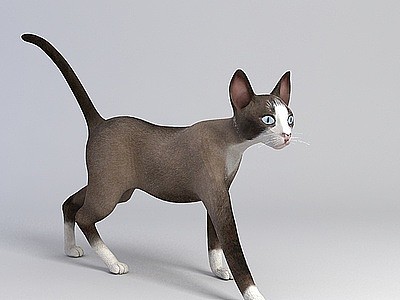 灰色猫咪模型3d模型