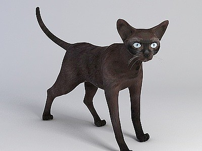 3d黑色家猫免费模型
