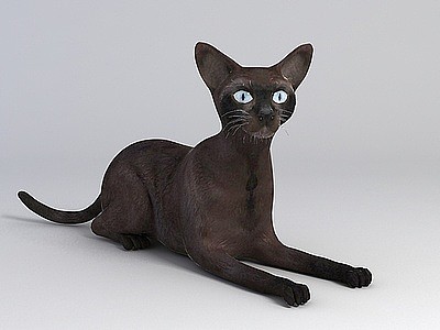 3d纯黑家猫免费模型