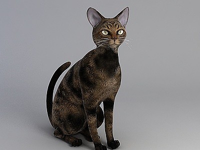 宠物小猫模型3d模型