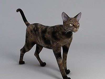 可爱灰色猫模型3d模型