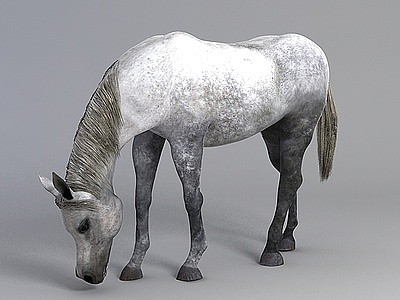 3d白色观赏马免费模型
