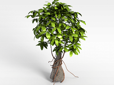 长叶灌木模型3d模型