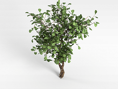 热带灌木模型3d模型
