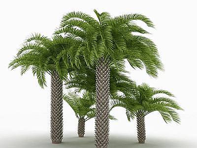 3d棕榈树林模型