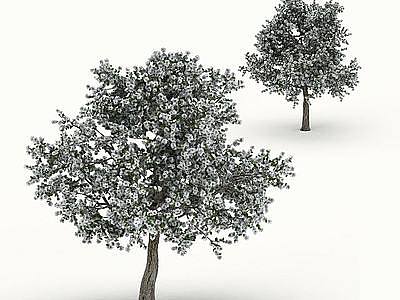 3d白花梨树模型