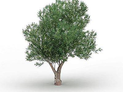 3d橄榄树模型