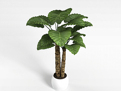 室内植物模型3d模型