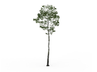 小白杨树模型3d模型