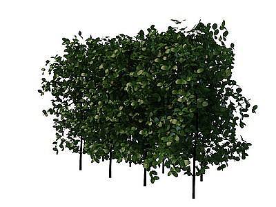 3d阔叶灌木免费模型