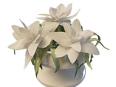 3d白花盆栽模型