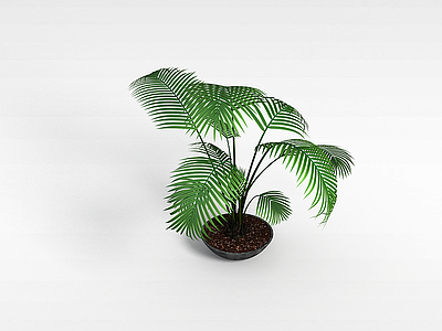 椰子盆栽模型