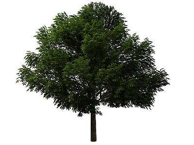 园林树木模型