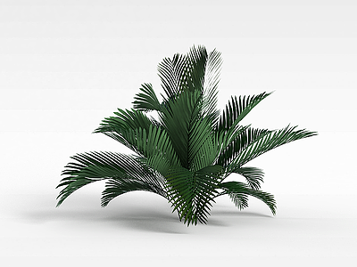 3d棕榈树模型
