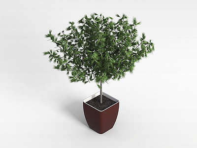 3d松树盆栽模型