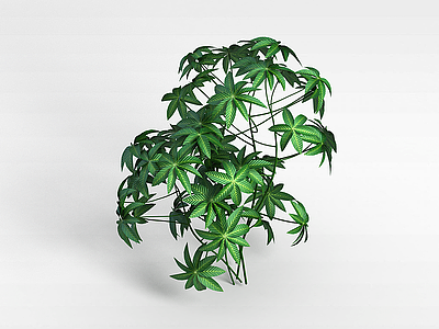 3d仿真观叶植物模型
