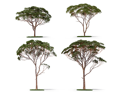 3d桉树模型