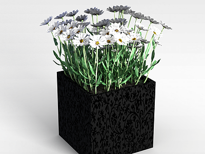 白色太阳花盆景模型3d模型