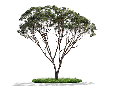 桉树模型3d模型