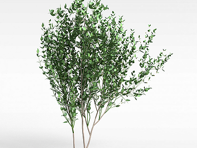 3d柿子树模型