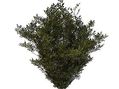 3d枸杞树免费模型