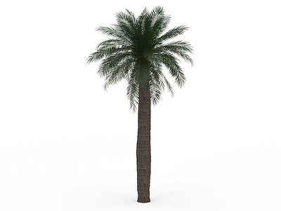 3d大型椰子树模型