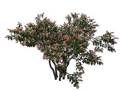 3d桂花树模型