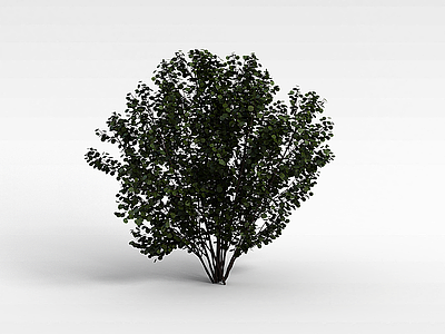 3d圆叶灌木模型