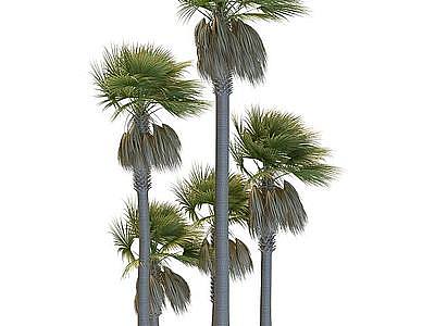 3d仿真棕榈树免费模型