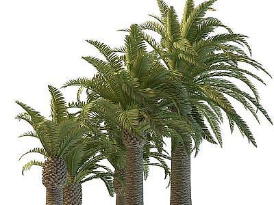 3d仿真棕榈树免费模型