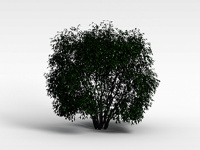 3d观叶灌木模型