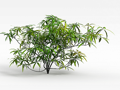 嫩绿观叶灌木模型3d模型