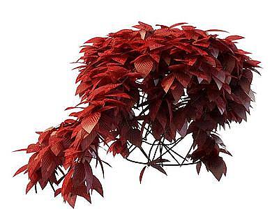 红色植物模型3d模型