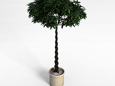 3d盆栽树模型