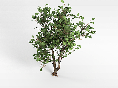 3d绿叶灌木模型