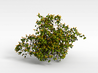 观赏灌木模型3d模型