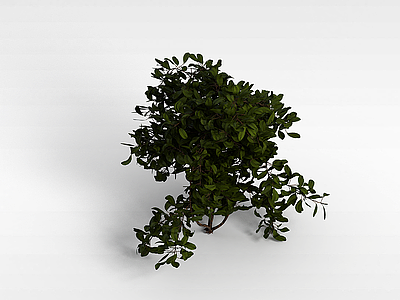 3d小叶灌木模型