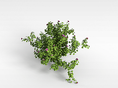 开花盆栽模型3d模型