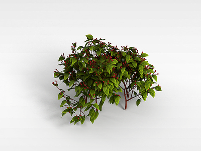 3d红果实灌木模型