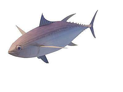 3d紫鱼免费模型