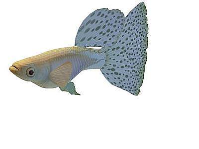 3d小花金鱼模型