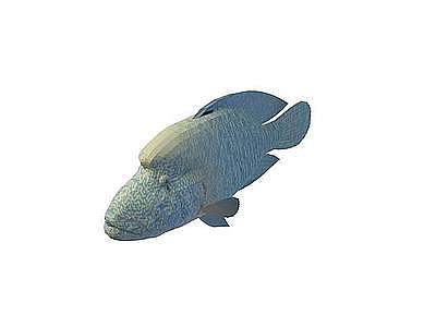 3d石头鱼模型