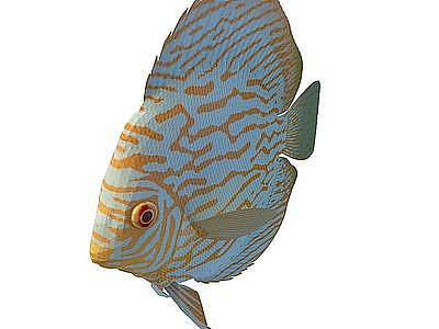 3d热带鱼模型