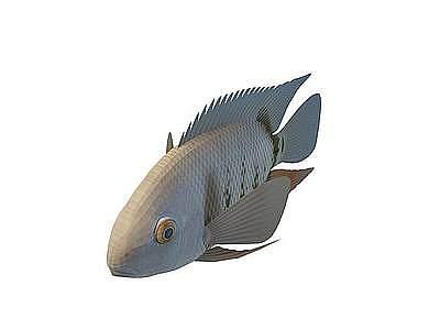 3d罗非鱼模型