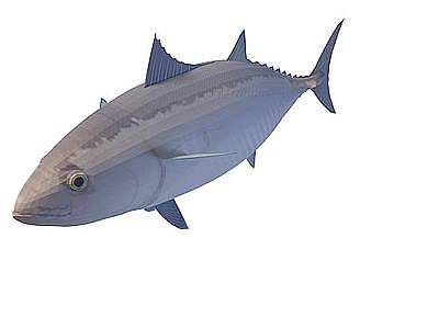 蓝鱼模型3d模型