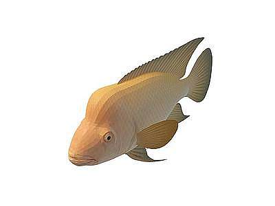 金斑马鱼模型