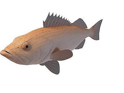 红鳞鱼模型