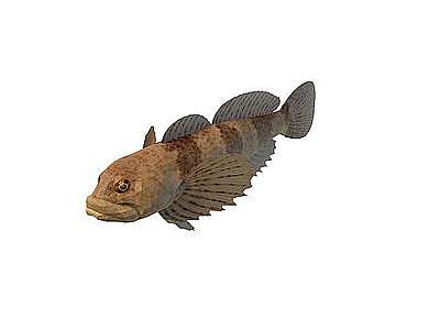 3d褐斑鱼免费模型